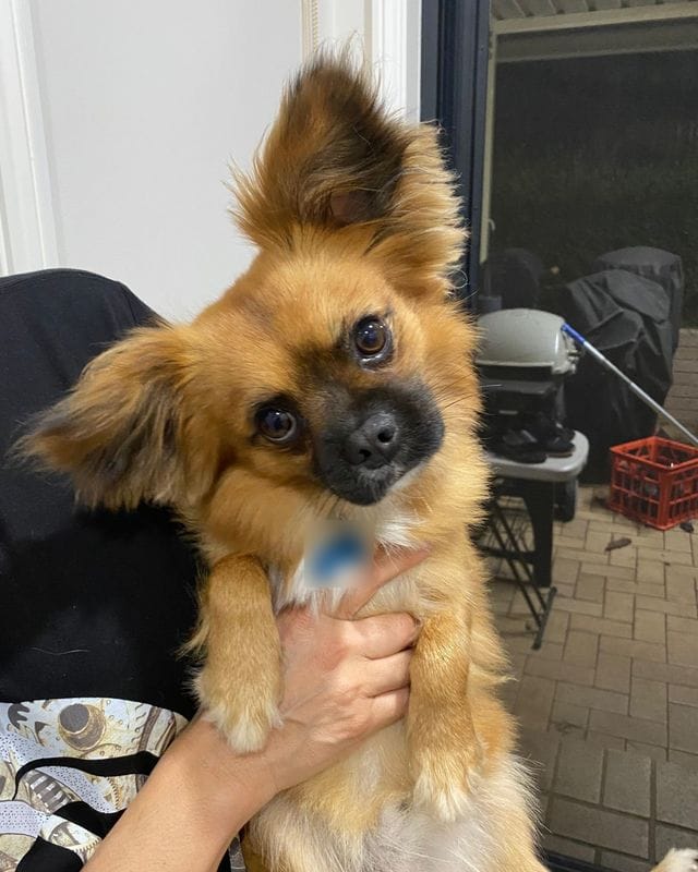 Kai, a ginger Pomeranian cross, tilting his head at the camera