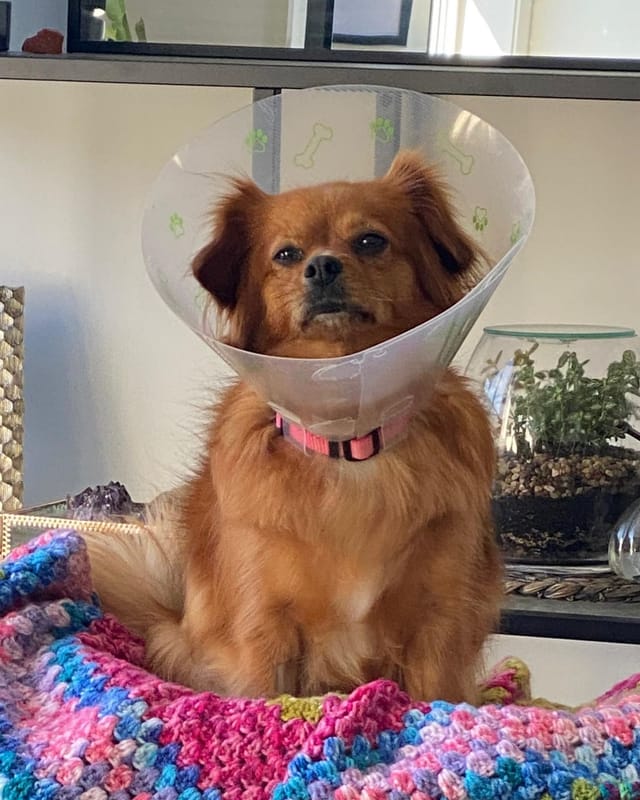 Stella, a ginger Pomeranian cross, sitting on a crocheted blanket wearing a vet cone